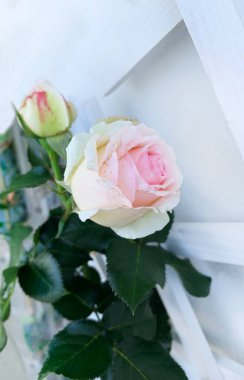 Bahçedeki güzel güller. Dekoratif çiçekler. Bahçe konsepti.