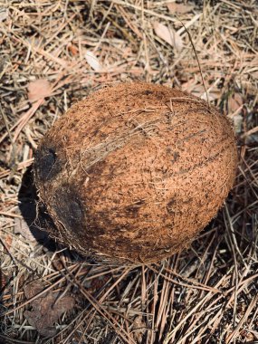 Hindistan cevizi ya da Hindistan cevizi palmiyesi ve kuru çam iğneleri. Maden tuzu açısından zengin egzotik meyveler. Vejetaryen ve sağlıklı gıda konsepti.
