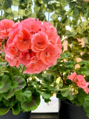 Balkondaki saksılarda güzel sardunya çiçekleri. Bahçe işleri konsepti. Yakın plan..