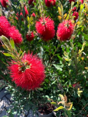 Callistemone Bottlebrushes flowers in a garden nursery. Australian bush flower. Gardening concept. clipart