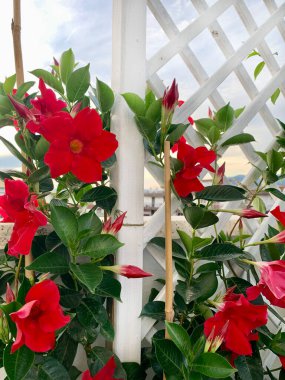 Balkonunda kırmızı çiçekli Mandevilla. Dipladenia çiçeği. Sanderi, sundaville. Bahçe konsepti.