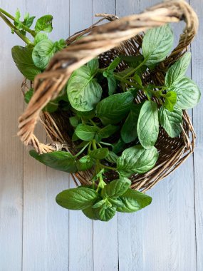 Nane yaprağı. Açık gri arka planda izole edilmiş taze nane yaprakları. Aromatik bitkiler. Tam üstte.