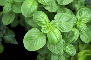Nane yaprağı. Siyah arka planda izole edilmiş taze nane yaprakları. Aromatik bitkiler. Tam üstte.