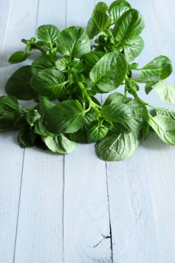 Nane yaprağı. Açık gri arka planda izole edilmiş taze nane yaprakları. Aromatik bitkiler. Tam üstte.