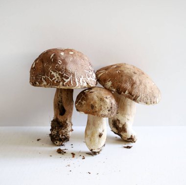 Beyaz arka planda izole edilmiş organik porcini mantarları. Sonbahar baharında orman mantarı. Genel Görünüm.