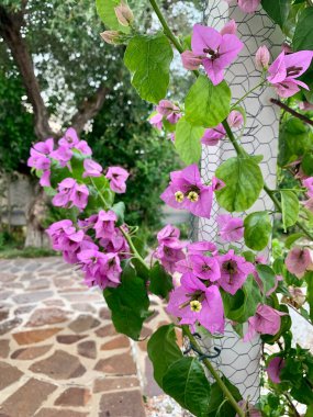 Güzel açan pembe Boungainvillea Spectabilis çiçekleri İtalya 'da bir yerde. Dekoratif bitki.