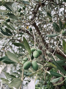 Yeşil zeytinli bir zeytin dalının ayrıntıları. Akdeniz tarlaları.