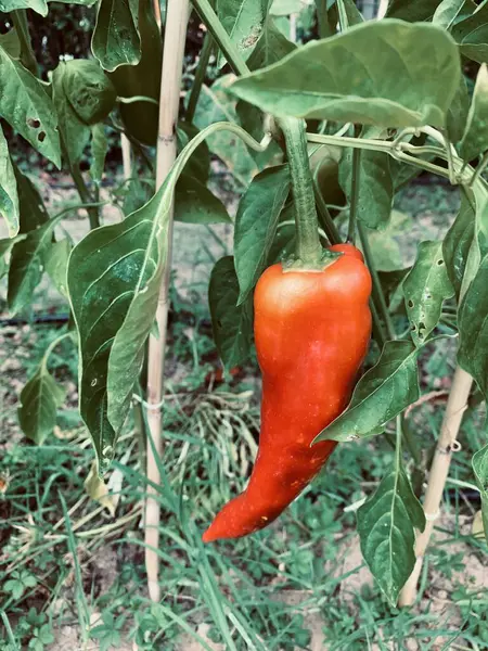 Bahçede boğa boynuzu biberi (Capsicum annum). Bahçe konsepti.