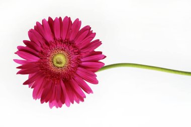 Güzel açan pembe Gerbera papatya çiçeği beyaz bir arka planda izole edilmiş. Süslü çiçek. Yakın plan. Boşluğu kopyala.