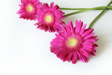 Güzel açan pembe Gerbera papatya çiçeği beyaz bir arka planda izole edilmiş. Süslü çiçek. Yakın plan. Boşluğu kopyala.