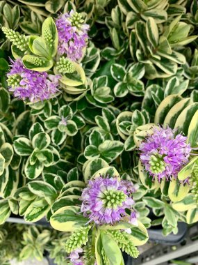 Hebe bitkisi. Bahçede açan güzel mor Hebe Addenda çiçekleri Shrubby Veronica 's olarak da bilinir. Bahçe konsepti.