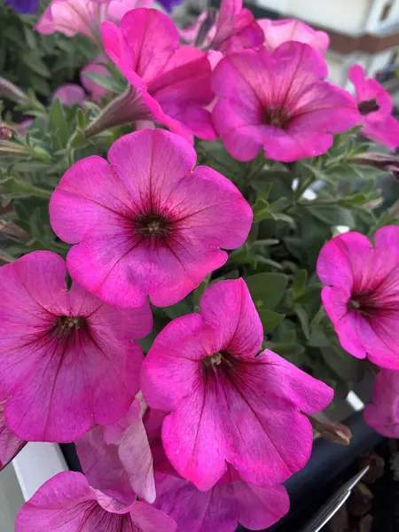 stock image Beautiful petunia flowers in a pot in balcony. Sulfinia flowers. Gardening concept. Family Solanaceae.