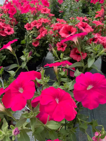 stock image Beautiful petunia flowers in a pot in balcony. Sulfinia flowers. Gardening concept. Family Solanaceae.