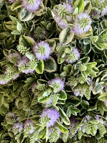 stock image Hebe plant. Beautiful purple Hebe Addenda flowers blooming in the garden also known as Shrubby Veronica's. Gardening concept.