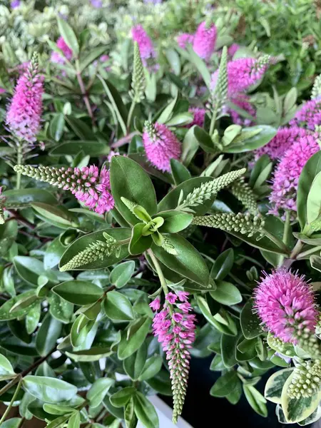 stock image Hebe plant. Beautiful purple Hebe Addenda flowers blooming in the garden also known as Shrubby Veronica's. Gardening concept.