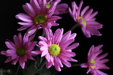 Koyu arkaplanda güzel pembe papatya çiçekleri. Yaz çiçeği konsepti. Makro fotoğraf. Yakın plan..