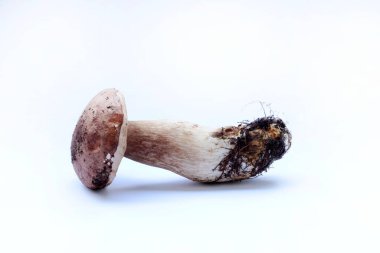 Beyaz arka planda izole edilmiş organik porcini mantarları. Sonbahar baharında orman mantarı. Genel Görünüm.