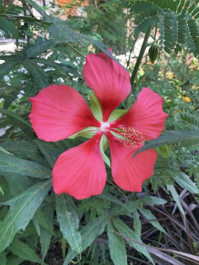 Yeşil arka planda Çin ambarının kırmızı çiçeği. Hibiscus sinensis. Çin gülü veya Hawaii amber çiçeği.