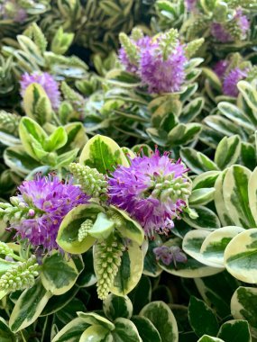 Hebe bitkisi. Bahçede açan güzel mor Hebe Addenda çiçekleri Shrubby Veronica 's olarak da bilinir. Bahçe konsepti.