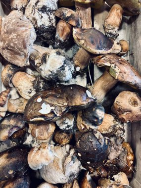 Organik porcini mantar arka planı. Sonbahar baharında orman mantarı. Yenilebilir taze mantarlar. Tam üstte.