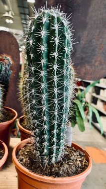 Bir fidanlıktaki saksılarda güzel kaktüsler. Süslü bitki.