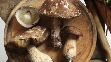 Ahşap arka planda izole edilmiş organik porcini mantarları. Sonbahar baharında orman mantarı. Genel Görünüm.