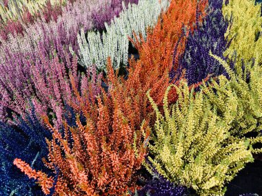 Calluna vulgaris bitkisi, fidanlık bitkisi olarak da bilinir. Ebedi ve yemyeşil bir bitki. Bahçe konsepti.