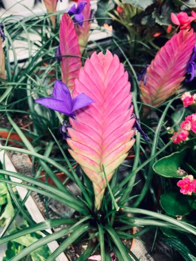 Tillandsia cyanea plant also known as pink quill in a nursery plant. Gardening concept. clipart