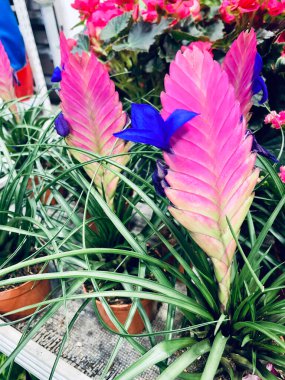 Tillandsia siyanea bitkisi aynı zamanda bir fidanlıkta pembe tüy olarak da bilinir. Bahçe konsepti.