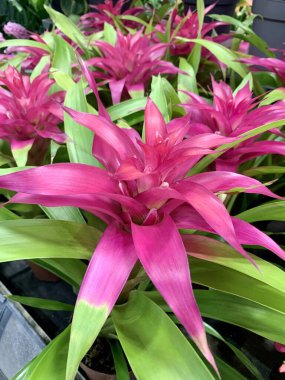 Bir fidanlıktaki güzel bromeliad Guzman bitkisi. Ebedi ve yemyeşil bir bitki. Bahçe konsepti.