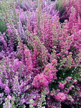 Calluna vulgaris bitkisi, fidanlık bitkisi olarak da bilinir. Ebedi ve yemyeşil bir bitki. Bahçe konsepti.