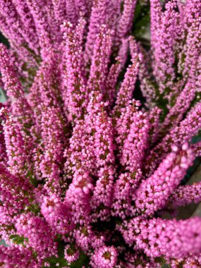 Calluna vulgaris bitkisi, fidanlık bitkisi olarak da bilinir. Ebedi ve yemyeşil bir bitki. Bahçe konsepti.