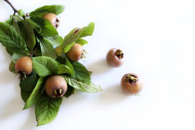 Medlar meyveli dallar ve beyaz arka planda izole edilmiş Medlar. Sağlıklı sonbahar meyvesi. Mespilus germanica.