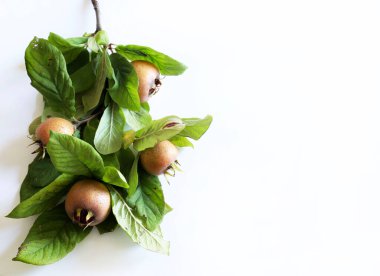 Branch with medlars fruit and medlars isolated on a white background. Healthy autumn fruit. Mespilus germanica. clipart