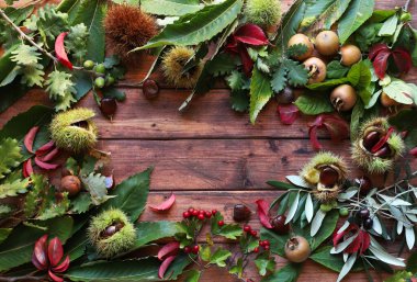 Sonbahar arkaplanı ve orta ve sonbahar bitkilerinde metin için alan var. Uzayı kopyala Tam üstte.