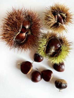 Group of chestnuts and chestnut urchins isolated on white background. Autumn fruits concept. clipart