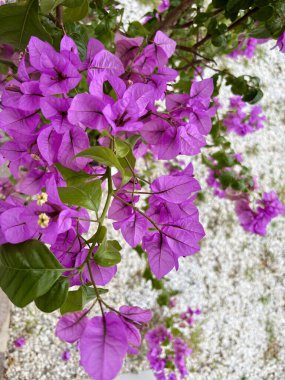 Açık havada güzel kırmızı renkli Bougainvillea çiçekleri. Dekoratif bitki. Bahçe konsepti.
