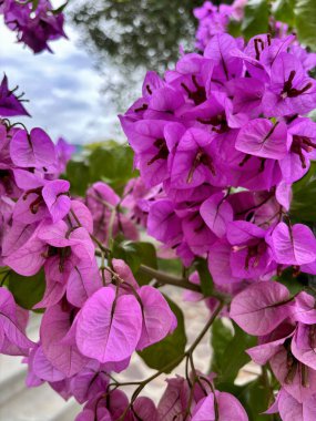 Açık havada güzel kırmızı renkli Bougainvillea çiçekleri. Dekoratif bitki. Bahçe konsepti.