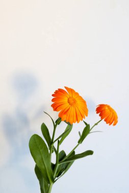 Calendula officinalis çiçekleri beyaz arka planda izole edilmiş. Sarı kadife çiçekleri..