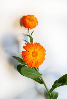 Calendula officinalis çiçekleri beyaz arka planda izole edilmiş. Sarı kadife çiçekleri..