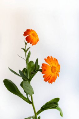 Calendula officinalis çiçekleri beyaz arka planda izole edilmiş. Sarı kadife çiçekleri..