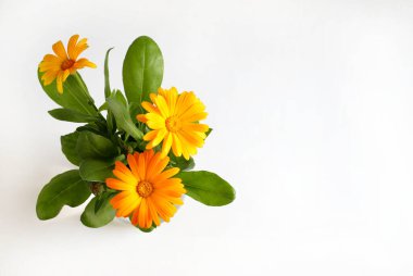 Calendula officinalis çiçekleri beyaz arka planda izole edilmiş. Sarı kadife çiçekleri..