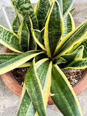 Süslü Sansevieria Trifasciata bitkisi ya da tencerede yılan bitkisi. Bahçe konsepti.