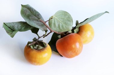 Beyaz arka planda yaprakları olan taze hurma ağaçları. Sağlıklı organik meyve. Boşluğu kopyala.