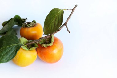 Beyaz arka planda yaprakları olan taze hurma ağaçları. Sağlıklı organik meyve. Boşluğu kopyala.