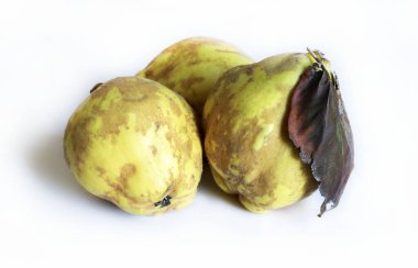 Beyaz arka planda izole edilmiş taze ayva meyveleri. Sağlıklı organik meyve.