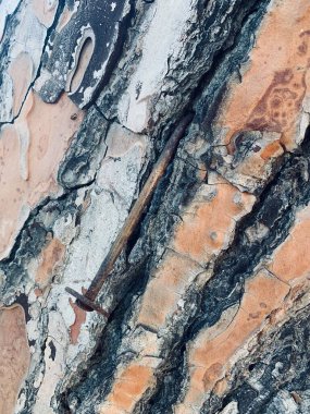 Ağaç kabuğunun çam ağacına yakın plan doğal arka plan olarak kullanılıyor. Ağaç kabuğunun dokusu.