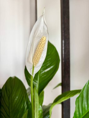 Beyaz çiçekli zarif bir Barış Zambağı (