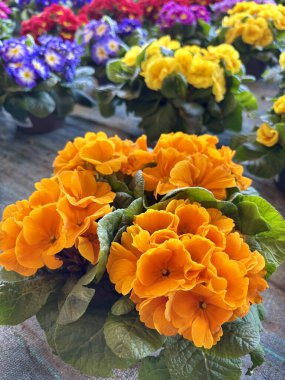 Bitki yetiştirme odasında güzel renkli çuha çiçekleri. Bahar çiçekleri. Tam üstte.