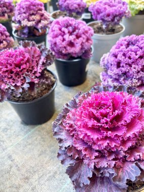 Çocuk odasında süslü lahana bitkileri. Mor dekoratif lahana. Bahçe konsepti.